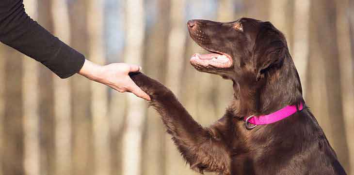 Photo of Basic Obedience