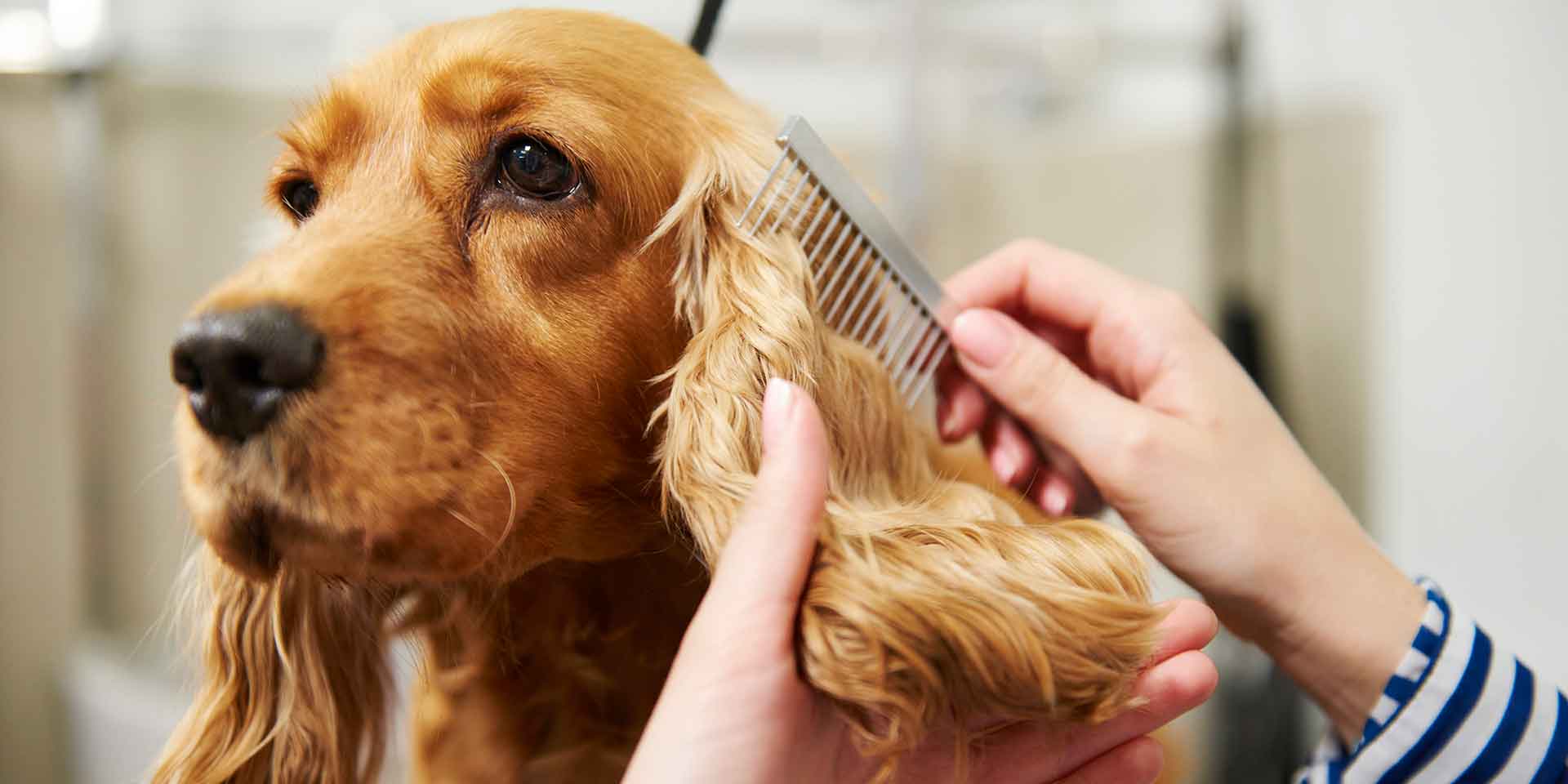 Photo of Grooming