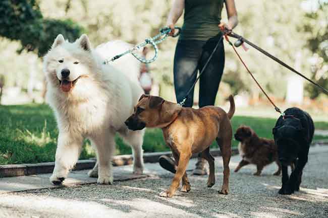 Photo of Group Walks