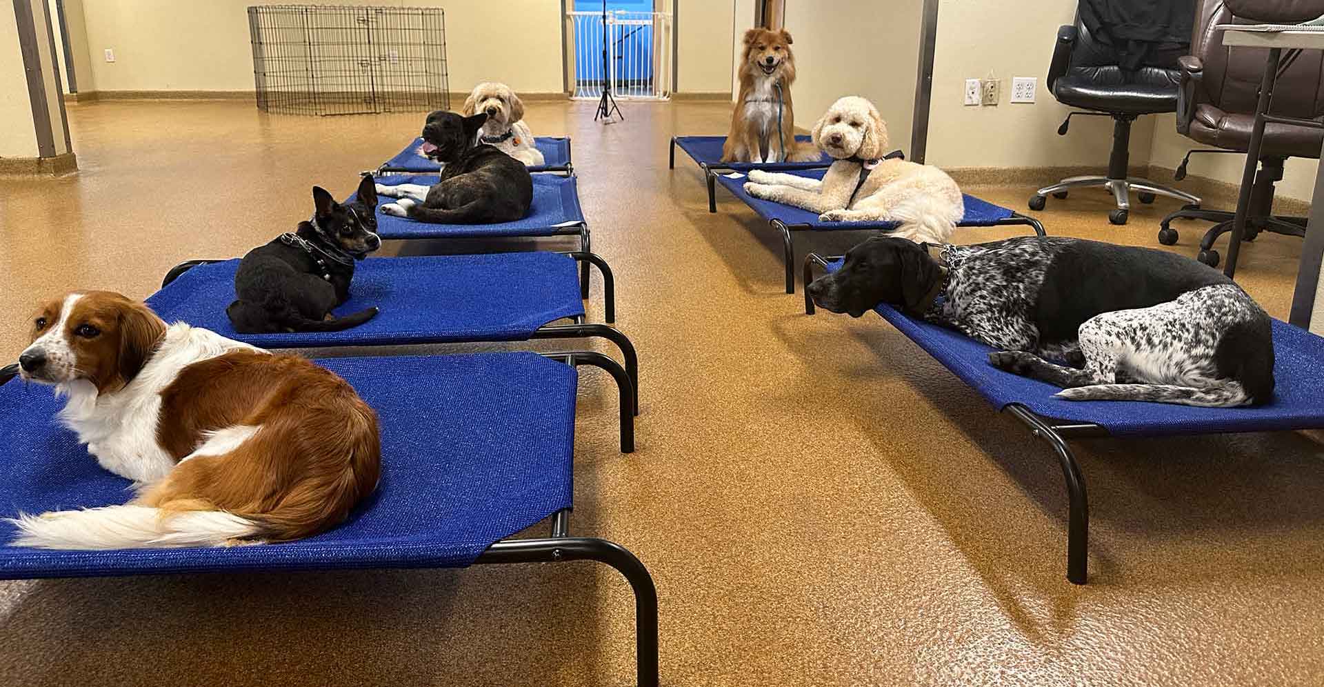 Picture of Dogs at Dog School